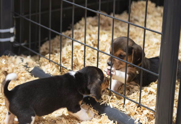 FOX5Vegas's tweet photo. Awwwhh! Photos have been released of the first 432 of approximately 4,000 beagles that were rescued from a breeding facility that sold the dogs to labs for animal experimentation.
MORE: https://t.co/PbvGRFDvLq https://t.co/iJVrZuSBLd