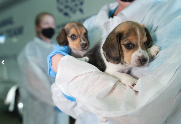 FOX5Vegas's tweet photo. Awwwhh! Photos have been released of the first 432 of approximately 4,000 beagles that were rescued from a breeding facility that sold the dogs to labs for animal experimentation.
MORE: https://t.co/PbvGRFDvLq https://t.co/iJVrZuSBLd