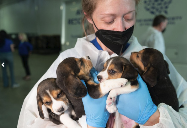 FOX5Vegas's tweet photo. Awwwhh! Photos have been released of the first 432 of approximately 4,000 beagles that were rescued from a breeding facility that sold the dogs to labs for animal experimentation.
MORE: https://t.co/PbvGRFDvLq https://t.co/iJVrZuSBLd