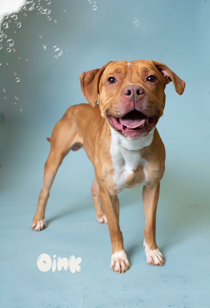 ACCTPhilly's tweet photo. Our shelter, like those across the country, is at capacity.

We need your help.

Please consider adopting or fostering today.

🐾 See more available dogs on our Facebook page: https://t.co/EoU308Qnax https://t.co/v5IQGmScHg