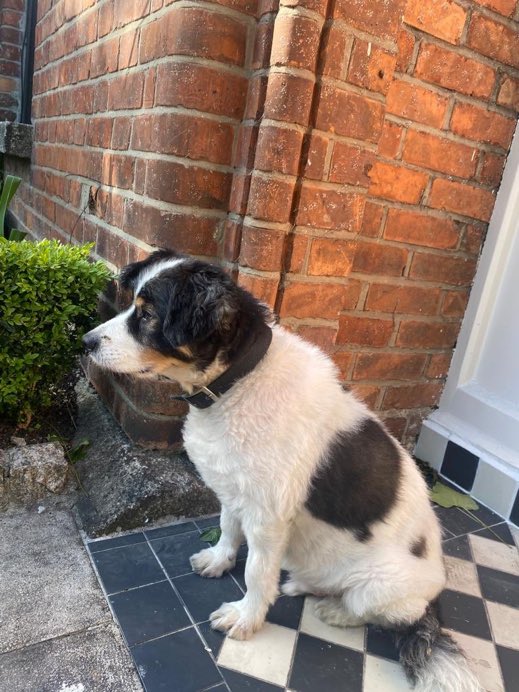 Our family pooch Kooky wandered off from Ranelagh - he is a much loved, gentle (older) male & is microchipped. Please keep your eyes open! Thanks! @RanelaghLife