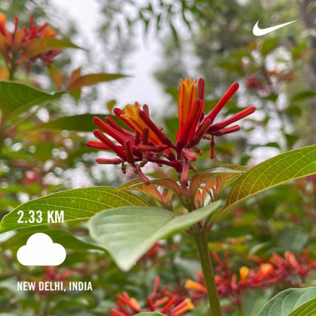 harminderharry's tweet photo. Ran 2.33 kilometres with Nike Run Club
Day2640 of #runningstreak #h_art
Day84 of #100daysofrunningchallenge2022 #HDOR #100daysofrunning
#run #running #nrc #nrcindia #garmin #beatyesterday https://t.co/imCcga2Ors