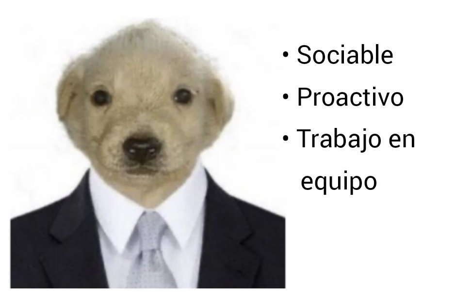 rugelastico's tweet photo. yo acá:
"maldita sociedad"
"tan rico dormir todo el día"
"odio a la gente"

yo en el currículum: https://t.co/dJAZPBTvo0