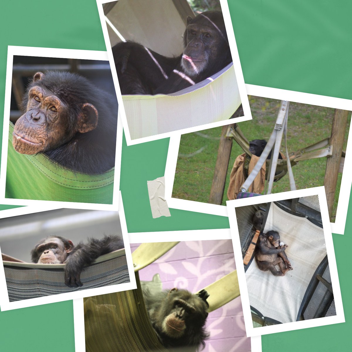 projectchimps's tweet photo. Happy Hammock Day from
#GertieChimp #AmyChimp #EmmaChimp
#ZackChimp #PrinceChimp and #KrystalChimp https://t.co/OgI5wZ9cIo