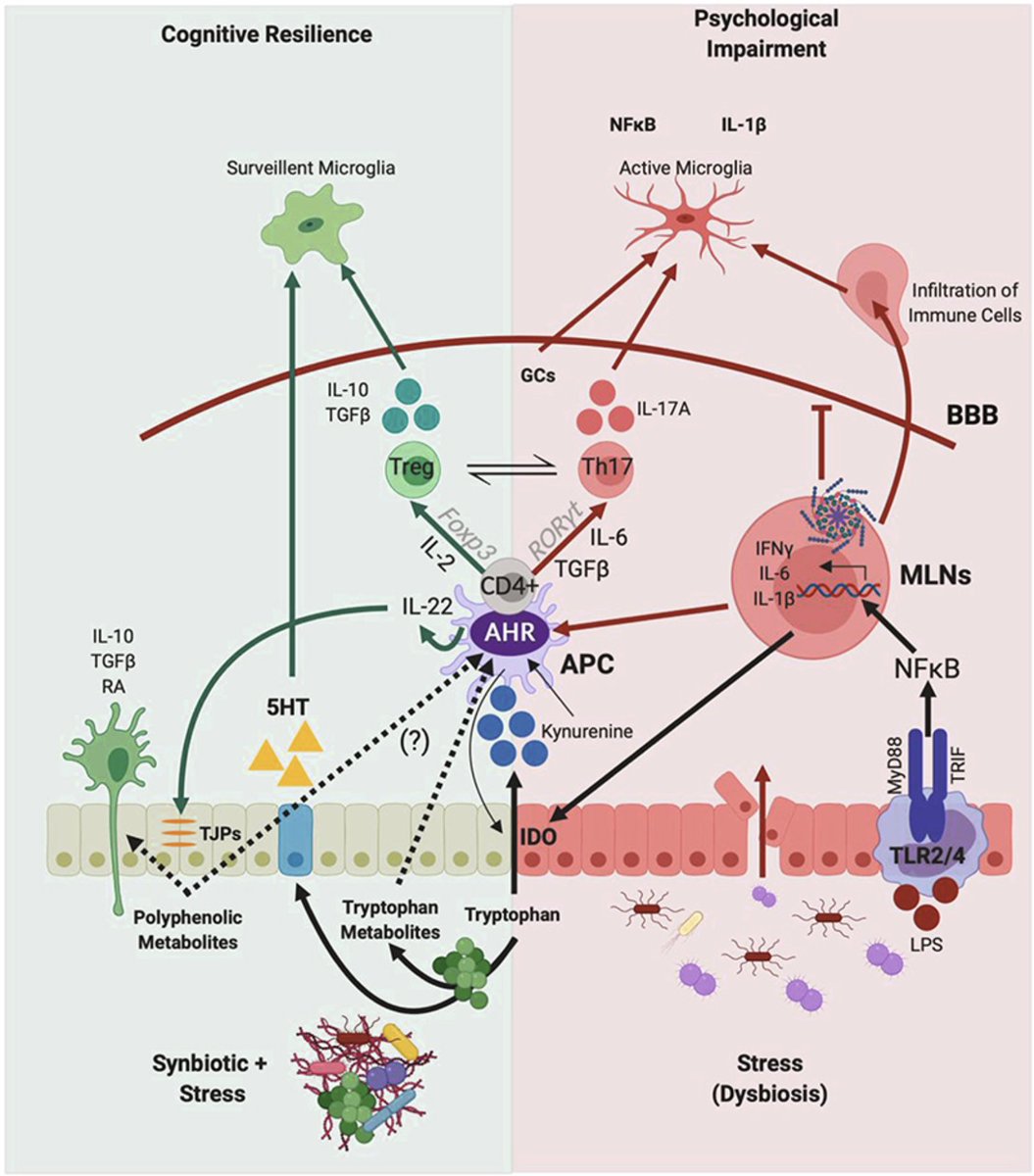 IcahnCMIN's tweet photo. Discuss #PasinettiLab study which, overall, characterizes a novel #Synbiotic treatment for chronic-#stress induced behavioral impairments while defining putative mechanism of #Gut-#Microbiota host interaction for modulating peripheral & #BrainImmune system #ASP2022 SEE YOU THERE! https://t.co/59DK6OLXtp