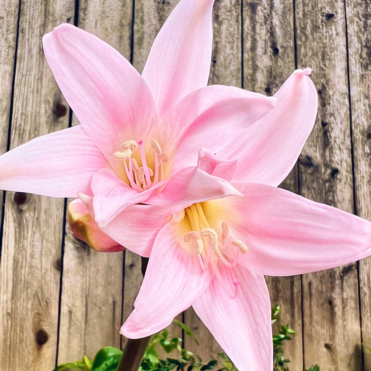 This Lily bloomed in our backyard today! 

We didn’t plant it, so it must have been seeded by the previous owners 2 years ago.

A great reminder that growth takes time, and isn’t always immediately visible.