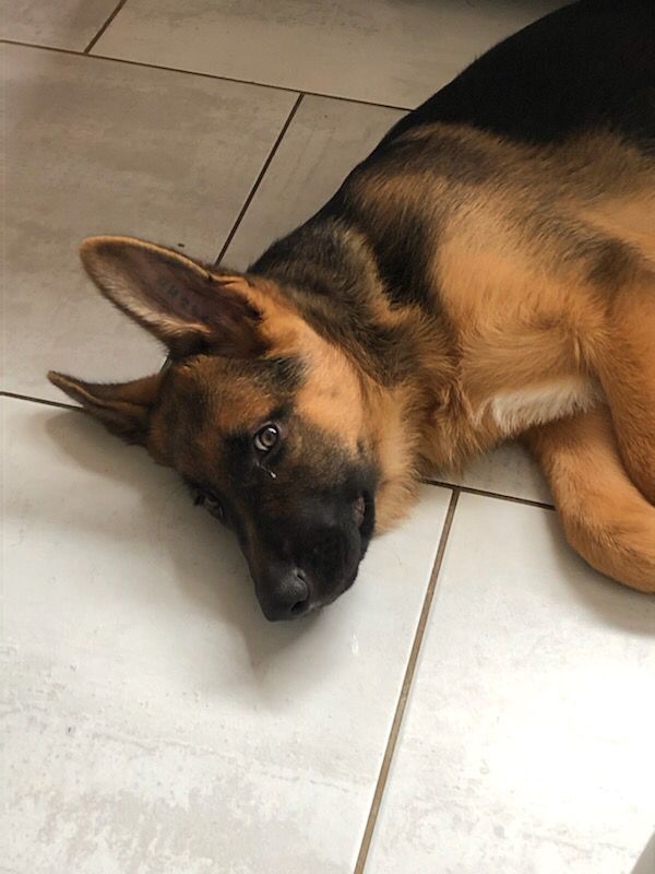 L arrivée  à la maison juillet 2021 Sun