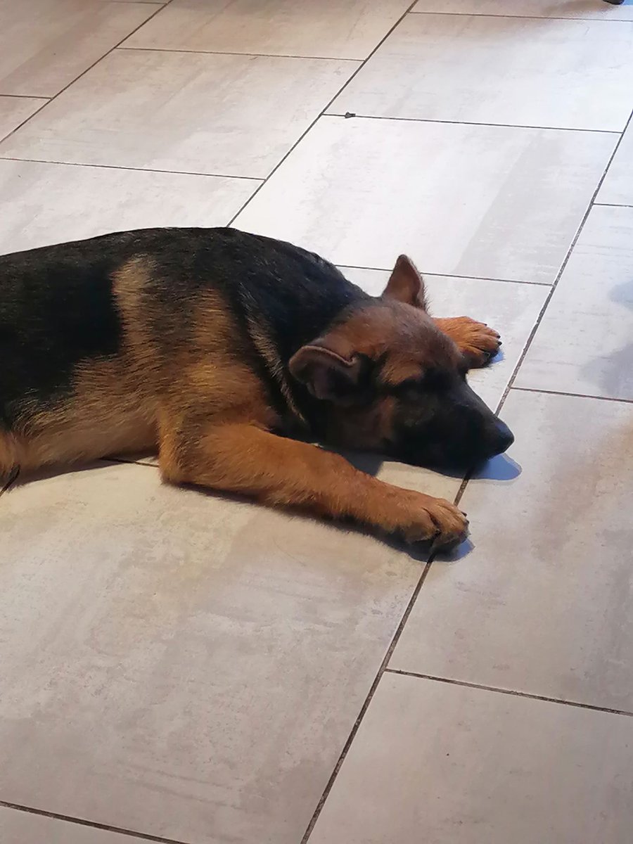 Sun  l arrivée à la maison  juillet  2021