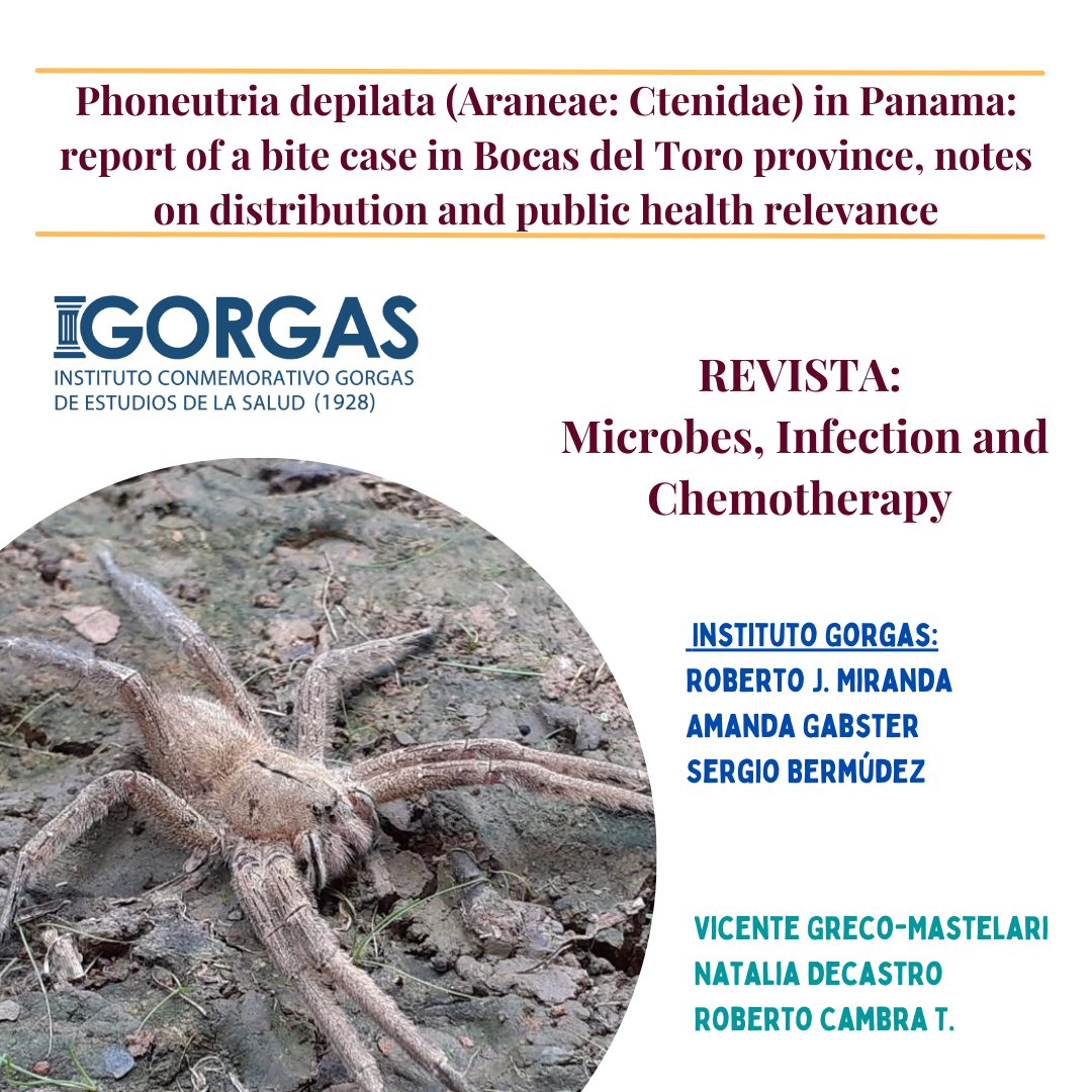 Phoneutria depilata es considerada la araña más peligrosa de Panamá , tanto por su veneno como agresividad. En este trabajo describimos un caso de phoneutrismo y actualizamos los datos de distribución en Panamá.  🇵🇦 Conoce más en el siguiente enlace revistas.unheval.edu.pe/index.php/mic/…