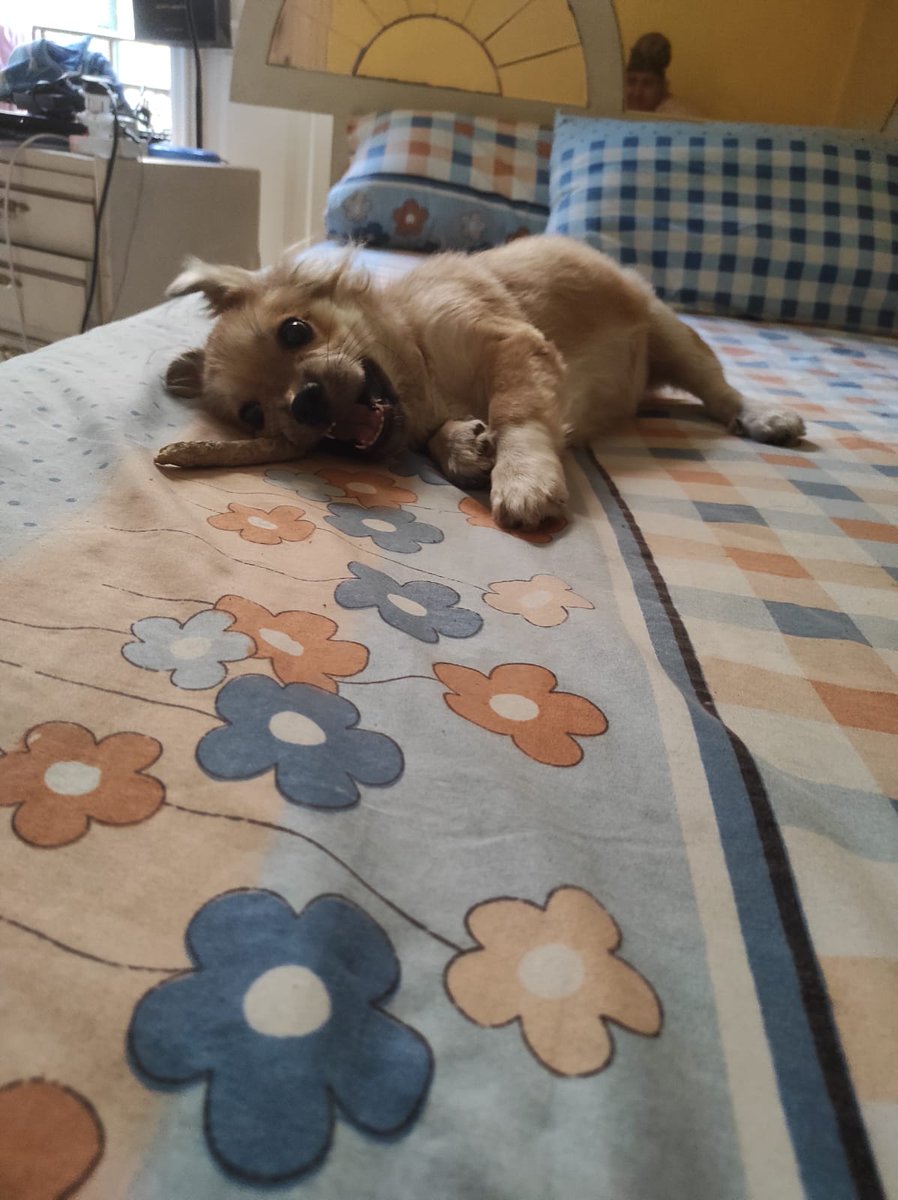 MichaelEYousry1's tweet photo. مياصة ايفري وير🐕🐂 https://t.co/mh5Fz8dvX6