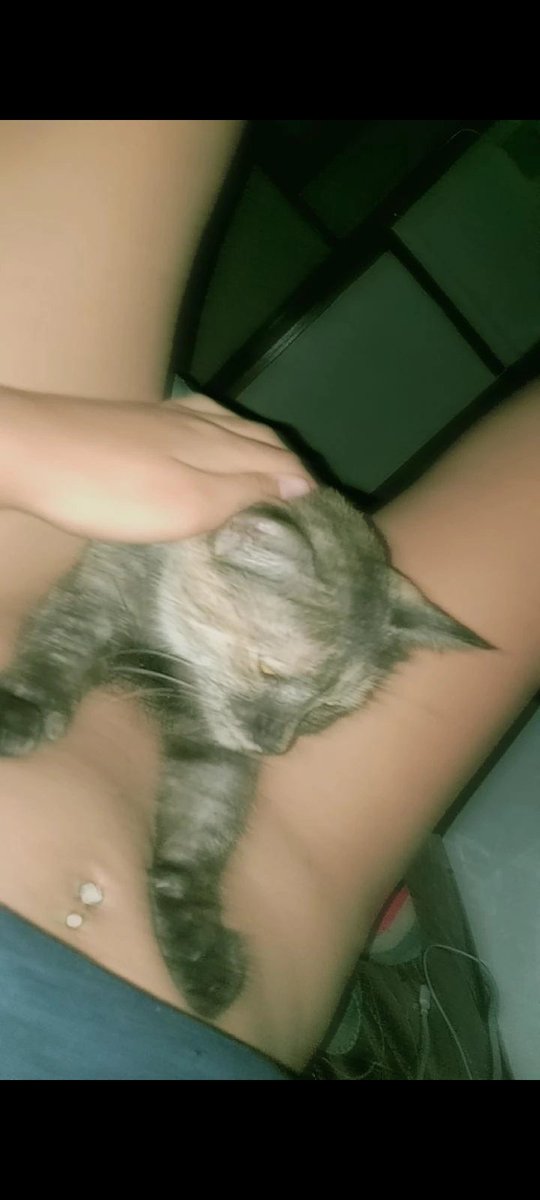 per_txng's tweet photo. มาดูแมวที่ห้องเรามั้ย🥺💘 https://t.co/RdOdrUshiX