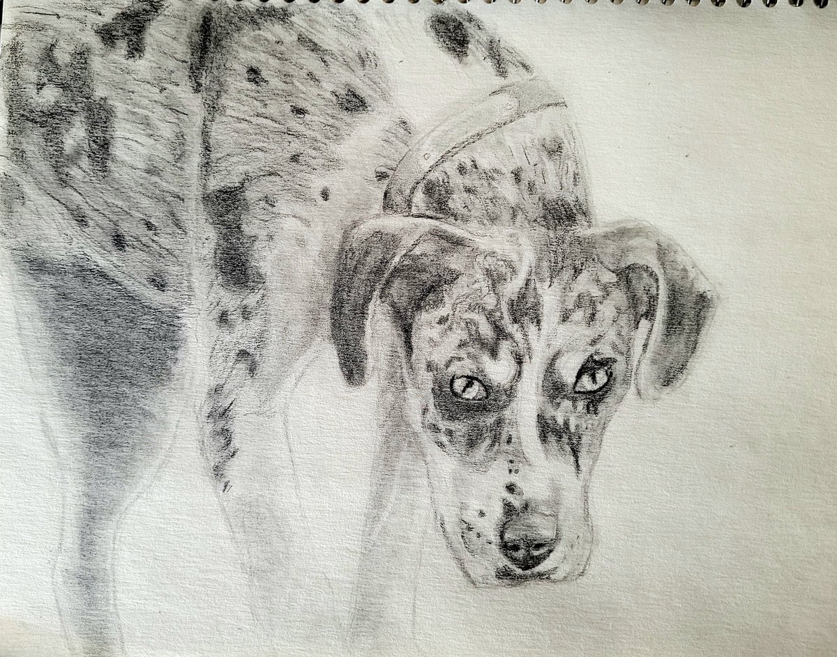KhioriCreative's tweet photo. This week for my sketchbook practice I drew a beautiful dog that lives in the campground I’m staying at! The spots on his fur were a really fun challenge to replicate.
.
#sketchbook #sketch #animalart #dogart #drawing #sketchpractice #dogsketch #pencildrawing https://t.co/39rSzymSjO