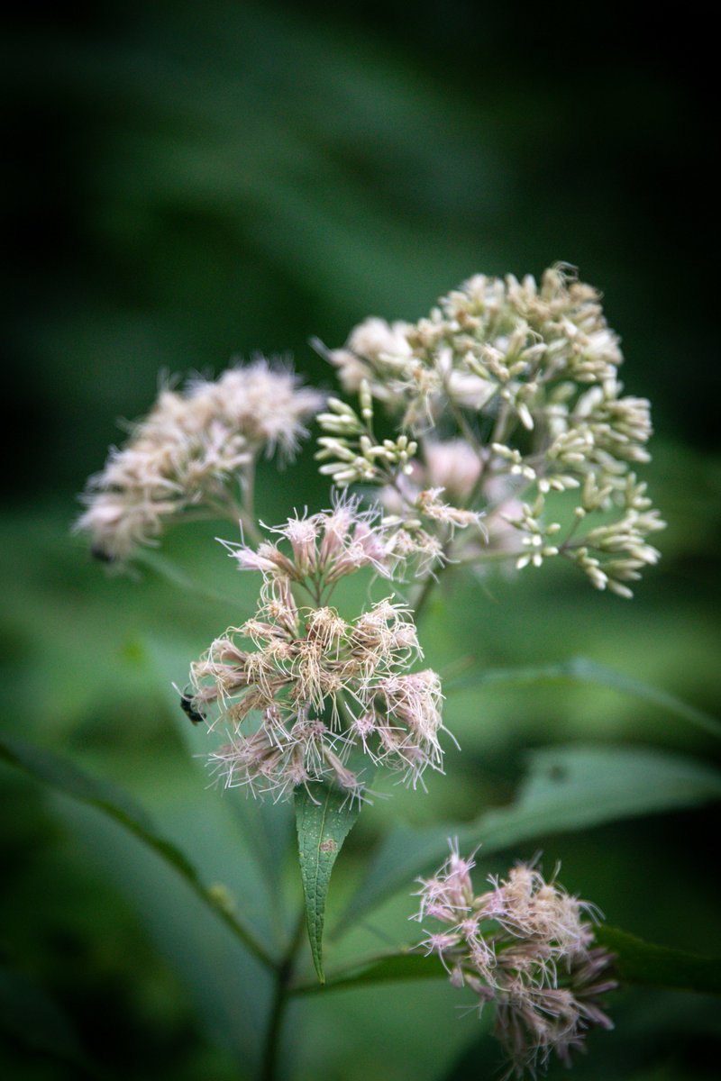 Get Lost: Nature Aspect

#photography #NaturePhotography #lightroom #PhotoOfTheDay