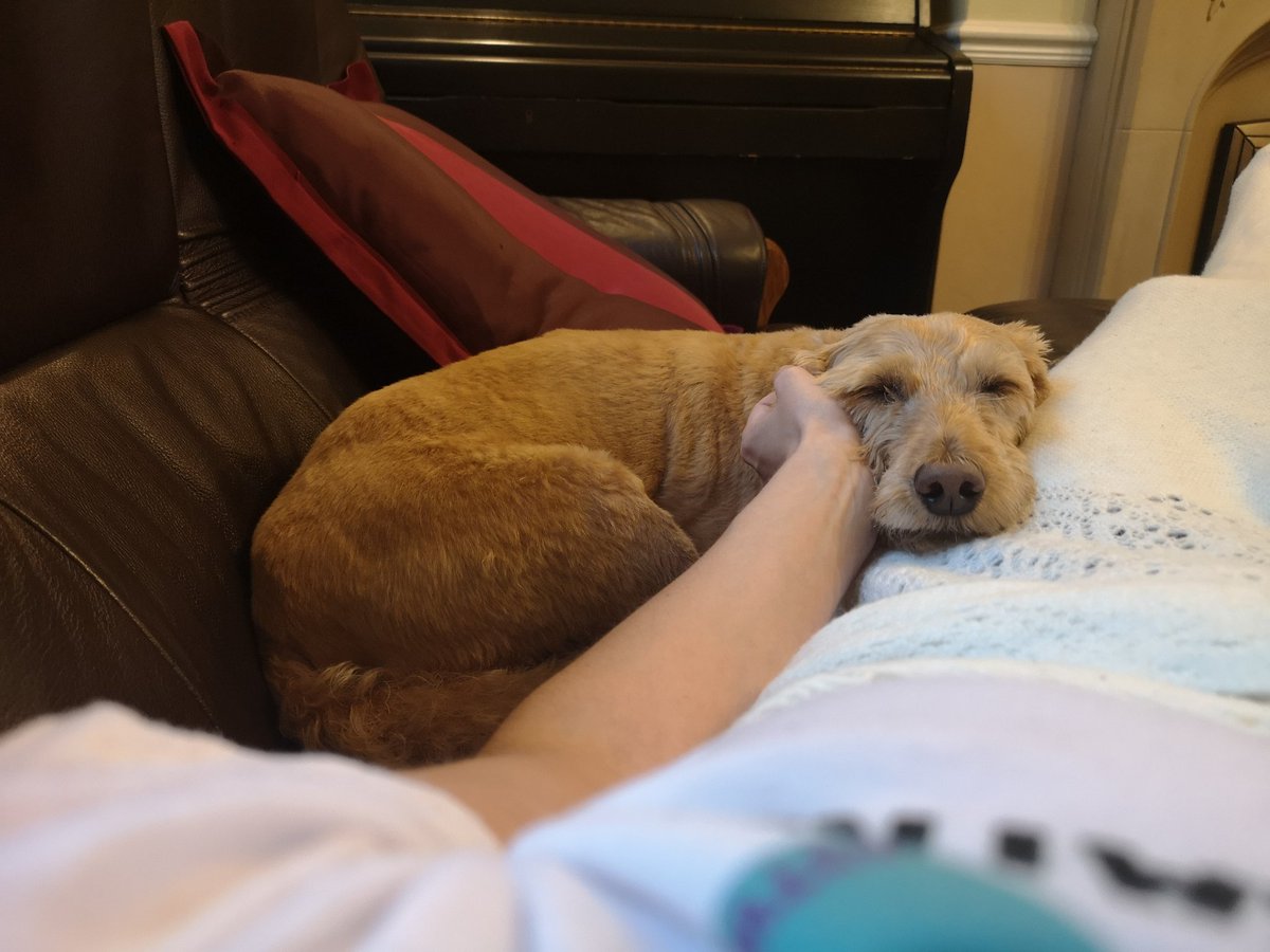 NatalieCiufo's tweet photo. Sneaky little Reiki session. Love my girl. ❤️🐾

https://t.co/38CZmHEoEJ

https://t.co/e0tMeR7oNb 

#reiki  #reikihealer #energyhealing #wellbeing #meditation #slowdown #reikimaster #masterreiki #animalreiki #doggo  #labradoodle #miniaturelabradoodle #bestfriend #pet https://t.co/NdByiyWxdL
