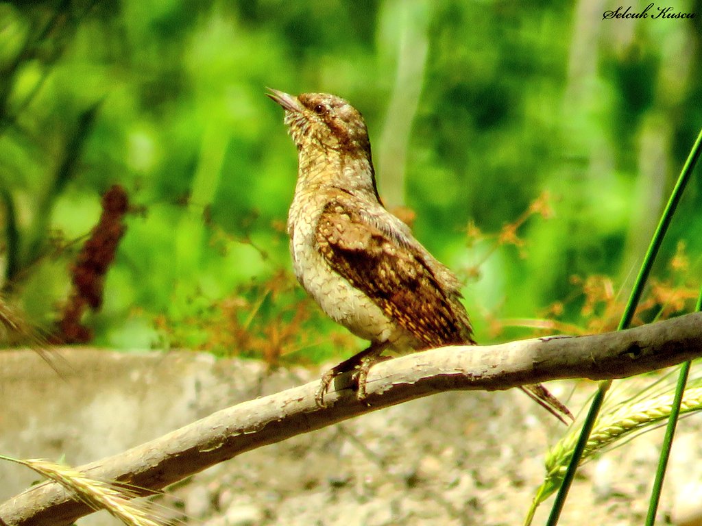 Çektiğim en sevimsiz kuş olabilir...
#boyunçeviren #jynxtorquilla #selcuk_kuscu_birds #hangitür #kuşgözlem