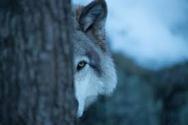 I'm looking at you Wolves!  <a href="/TimbWolvesAD/">THS Wolves Athletics</a> <a href="/TLineSoccer/">TLineGirlsSoccer</a> <a href="/WolvesXC_701/">Timberline XC</a> <a href="/dance_ths/">THS Dance</a> <a href="/timberlinechee1/">timberlinecheer</a> <a href="/Timberlinesocc/">TIMBERLINE BOYS SOCCER</a> <a href="/Tline_Fball/">Timberline Wolves Football</a> <a href="/timberlineVB/">TimberlineVolleyball</a> 
Are you Ready for Fall Sports? Only 16 Days left!
Check this link to see if your paperwork is all in
tinyurl.com/TLineParentPap…
