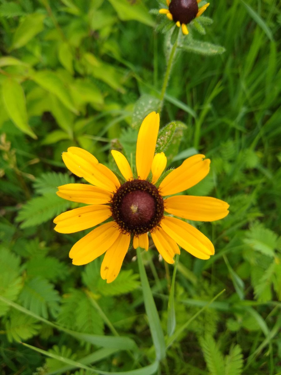 Did I find a new variant of yellow coneflower (Ratibida pinnata) in pic 1 or is it just stress? Normal is pic 2. only three of these in a field of thousands...  Found in Marietta Sand Prairie State Preserve  #conservation #biodiversity