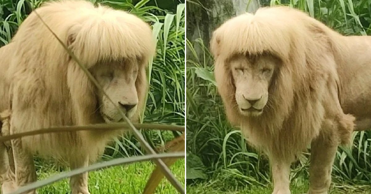 shawnajarrett's tweet photo. Everyone's been clowning this lion - as though THEY have never stood at that terrible crossroads where a transitional time in life meets a bathroom mirror, and made their own rash "I just need to change it up!" hair decisions. 

#Solidarity, Big Chop. https://t.co/BtTNt0zxbA