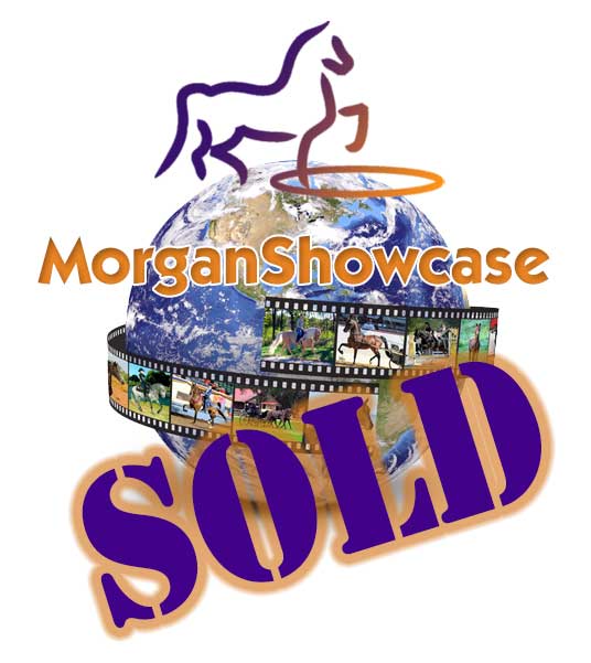 MorganShowcase's tweet image. CONGRATULATIONS to Kathy Nocar on the sale of KSS CONSTANTINE!

Find your perfect Morgan at morganshowcase.com
#MorganShowcase #MorgansForSale #MorgansSold #MorganHorse #MakeItAMorgan #MorganStallionsStanding