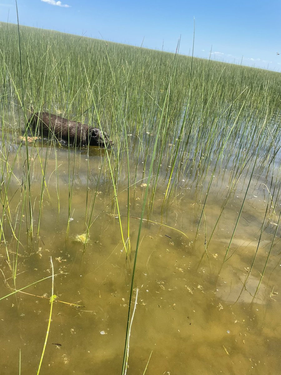 mochaladocha's tweet photo. I practiced my camouflage skills today so I can make sneak attacks on zombies #zshq #hmswinston #shorepatrol https://t.co/7oMfV1QTmx