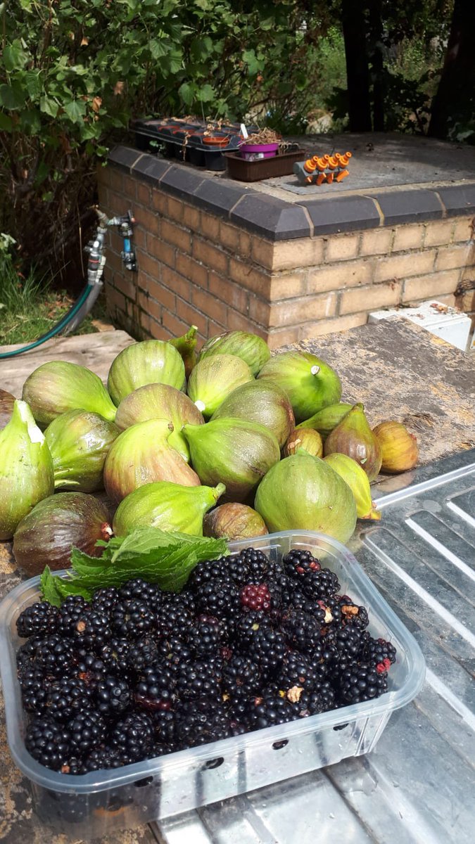 To all our residents don’t forget to make use of the <a href="/DoddGarden/">Doddington and Rollo Community Roof Garden</a>  community  Roof garden. Some of our Commetee members have been involved in making the garden into a great space. They need more local volunteers to get Involved. Gardening is good for the soul.