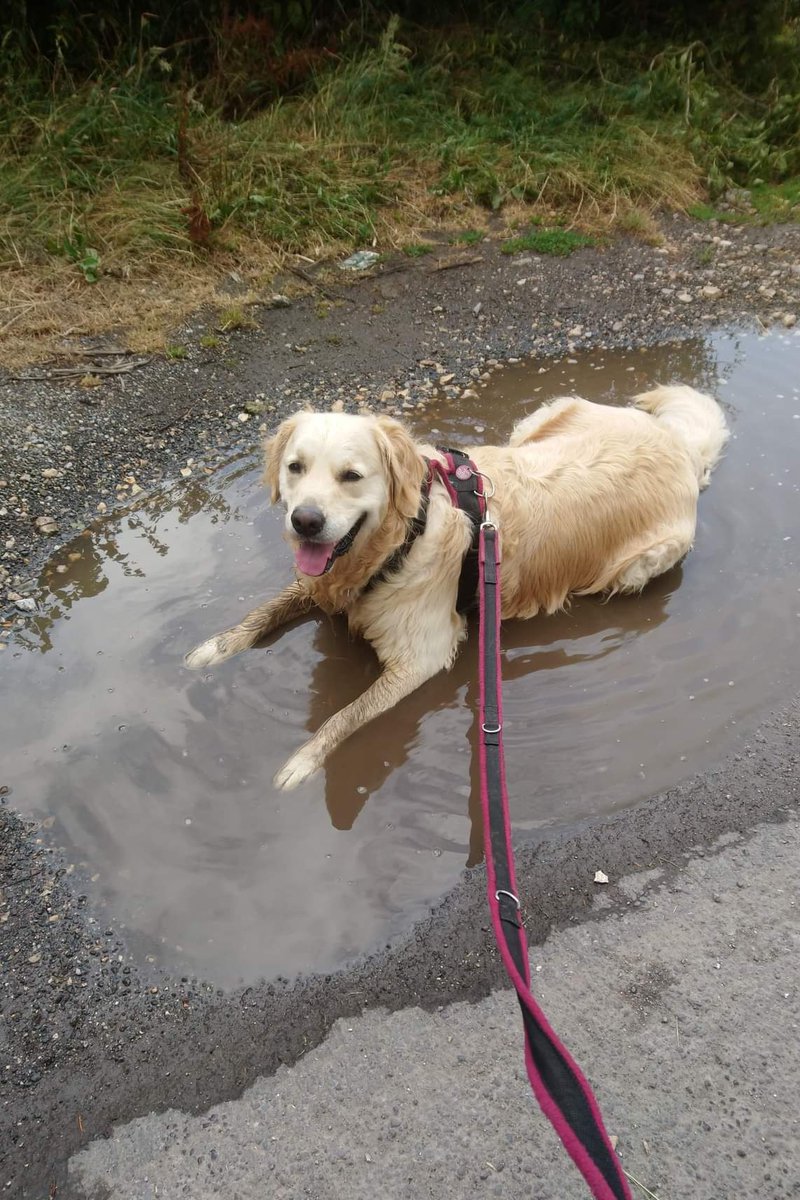 I just fell in to this puddle! No idea how it happened. 🤔😁
#goldenretrievers #DogsofTwittter