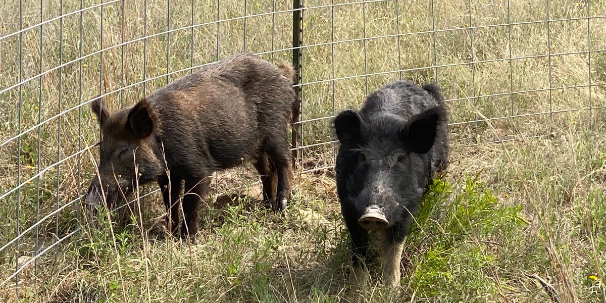 Feral Hogs CoP tweet media