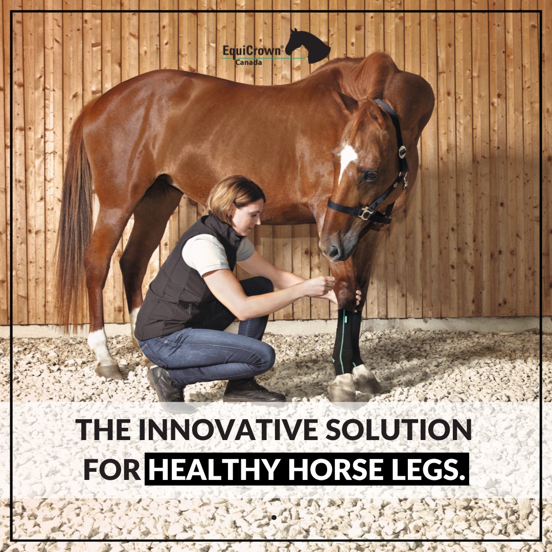 equicrowncanada's tweet photo. We take care of your horse's legs! ❤️

See our full collection of compression wraps at:
🐎 https://t.co/SPSlXIyyct

#equicrowncanada #equicrowncanadacompressionwraps #horsephysiotherapy https://t.co/fKj7OPXNbH