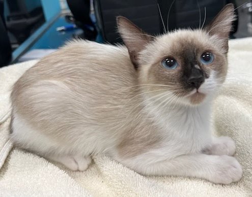 ✨CercaSparkles✨ tweet media