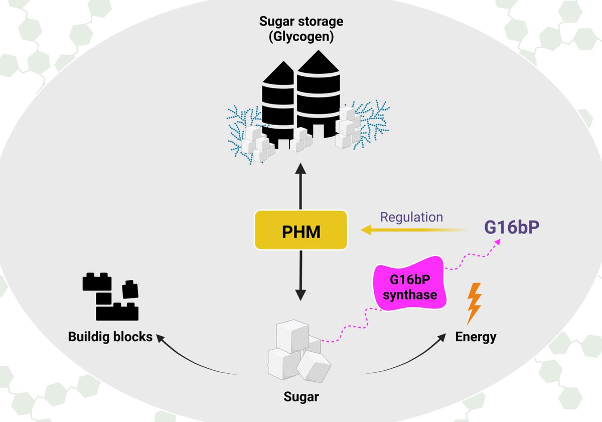Controlling Microbes to Fight Infections (@coe_cmfi) on Twitter photo #KarlForchhammer, <a href="/NielsN9/">Niels Neumann</a>, and #SimonFriz discovered a key molecule in sugar metabolism. Responsible for the formation of the molecule is an enzyme (PGM-2) that belongs to the PHM family.
More here:
bit.ly/3opLGlY
#cyano <a href="/uni_tue/">Universität Tübingen</a>
Publication: doi.org/10.1128/mbio.0… #KarlForchhammer, <a href="/NielsN9/">Niels Neumann</a>, and #SimonFriz discovered a key molecule in sugar metabolism. Responsible for the formation of the molecule is an enzyme (PGM-2) that belongs to the PHM family.
More here:
bit.ly/3opLGlY
#cyano <a href="/uni_tue/">Universität Tübingen</a>
Publication: doi.org/10.1128/mbio.0…