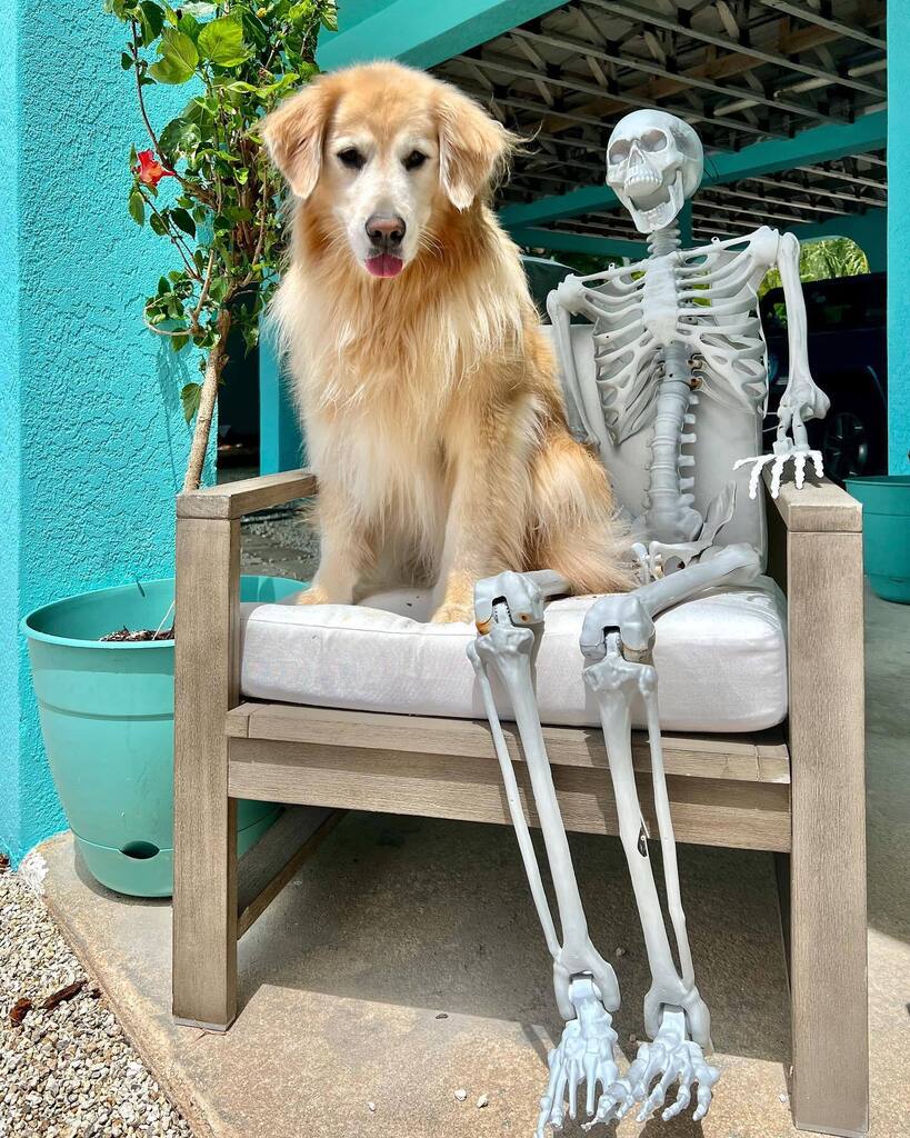 The Golden Ratio tweet media