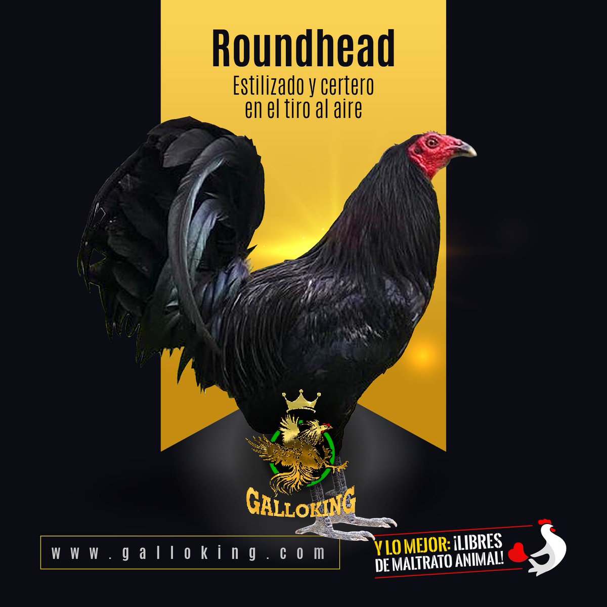 Las gamefowl Roundhead son de estación media a alta con un peso promedio de 2 a 2.4 kgs. Luchadores natos, inteligentes con habilidades de ágil evasión y paso al lado gracias a su agilidad natural . También son cortadores muy agresivos y muy rápidos.