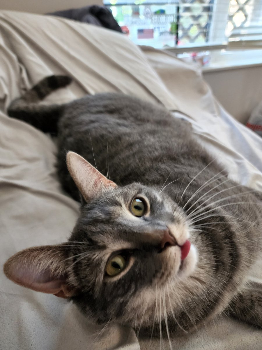BeanBleps's tweet photo. blep https://t.co/pZdvYKUGcG
