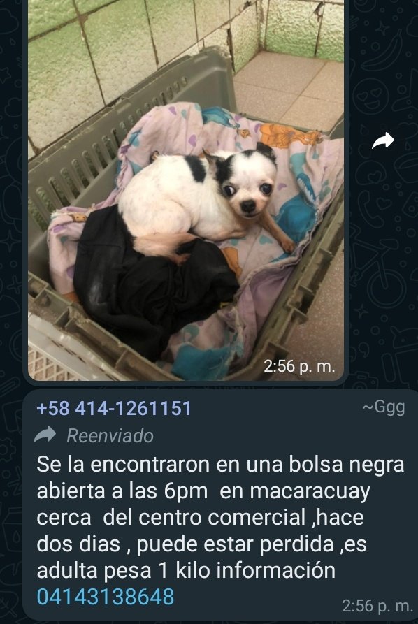 PerroUsuario's tweet photo. Reporta @infinitoanimal: AQUÍ ESTA PERRITA LA ENCONTRARON EN UNA BOLSA DE BASURA EN MARACACUAY 🤦+ inf ESCRIBIR AL NÚMERO PUBLICADO 🐾  https://t.co/TbvQfj169M