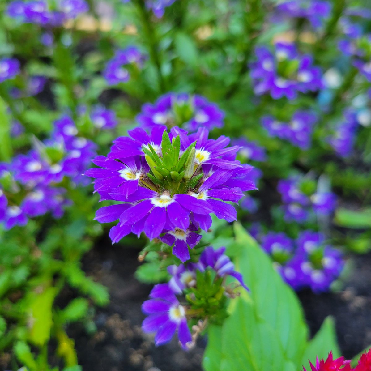 <a href="/LARRYIRBY6/">LARRYIRBY</a> Thanks Larry, I appreciate it! Here's a flower from my garden.