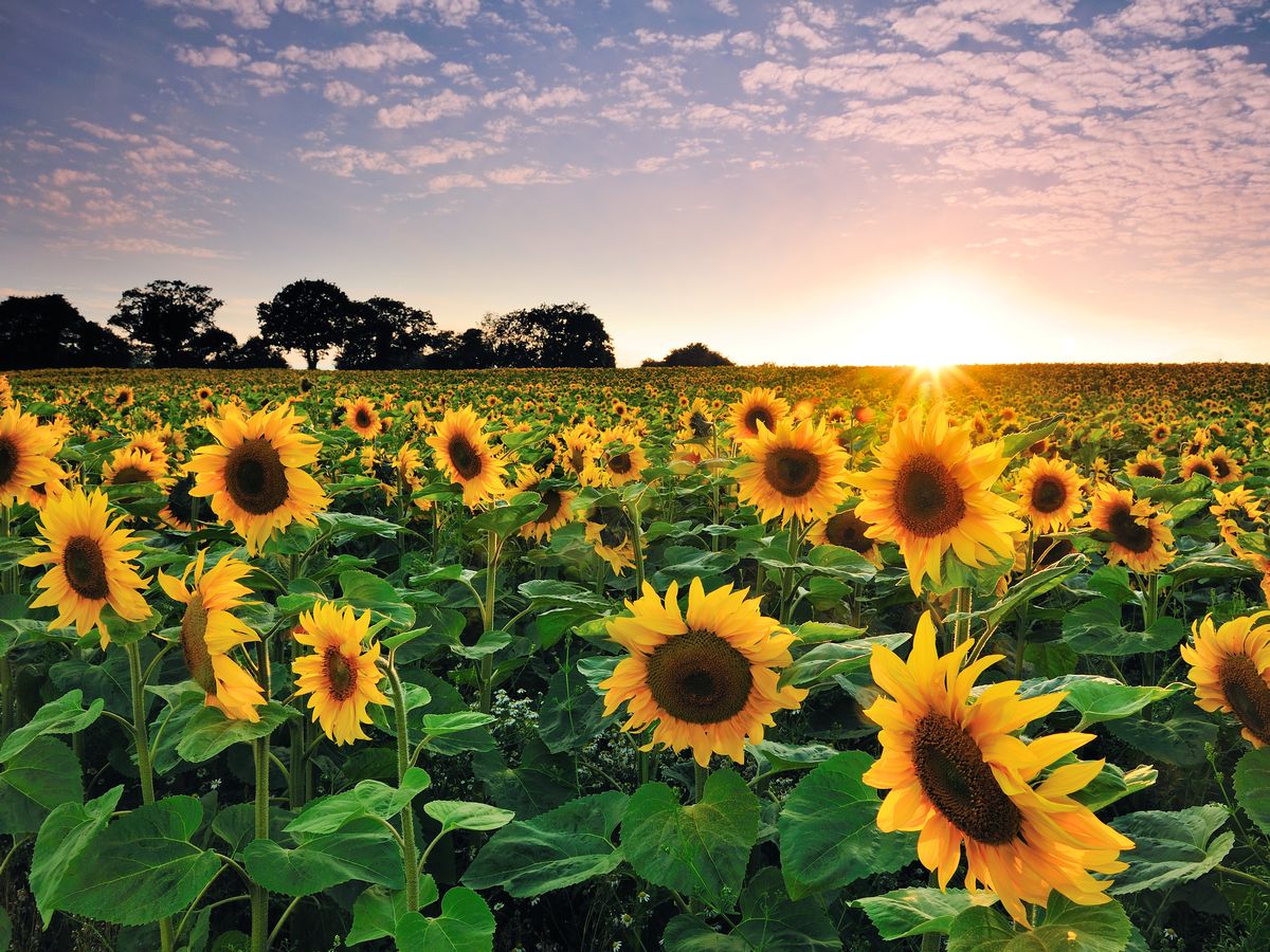 Catherine Acton (@catherineactmca) on Twitter photo It has been a busy year of learning and with so much achieved we can safely say...Year 5, you've smashed it - it's been a pleasure!!
🌻 Thank you 🌻
<a href="/Mayflower_MCA/">Mayflower Academy</a> <a href="/sarahmurphyMCA/">Sarah Murphy</a> @MegMitchellMCA It has been a busy year of learning and with so much achieved we can safely say...Year 5, you've smashed it - it's been a pleasure!!
🌻 Thank you 🌻
<a href="/Mayflower_MCA/">Mayflower Academy</a> <a href="/sarahmurphyMCA/">Sarah Murphy</a> @MegMitchellMCA