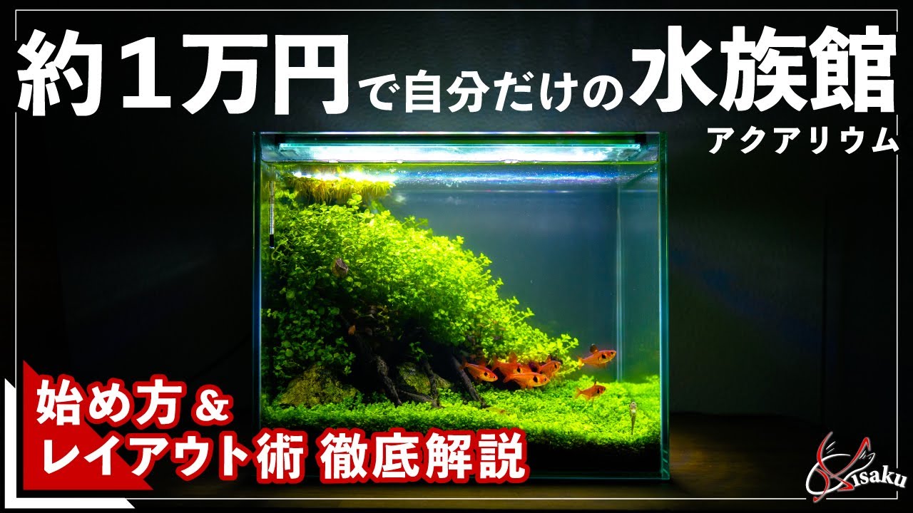تويتر 緋作 Hisaku على تويتر １万円アクアリウムの動画が30万回再生を突破 アクアリウムや熱帯魚 水草水槽に興味のある方はぜひ T Co Ed3k4y8ezt アクアリウム 熱帯魚 レイアウト 水草水槽 T Co Xvcsebcuuo
