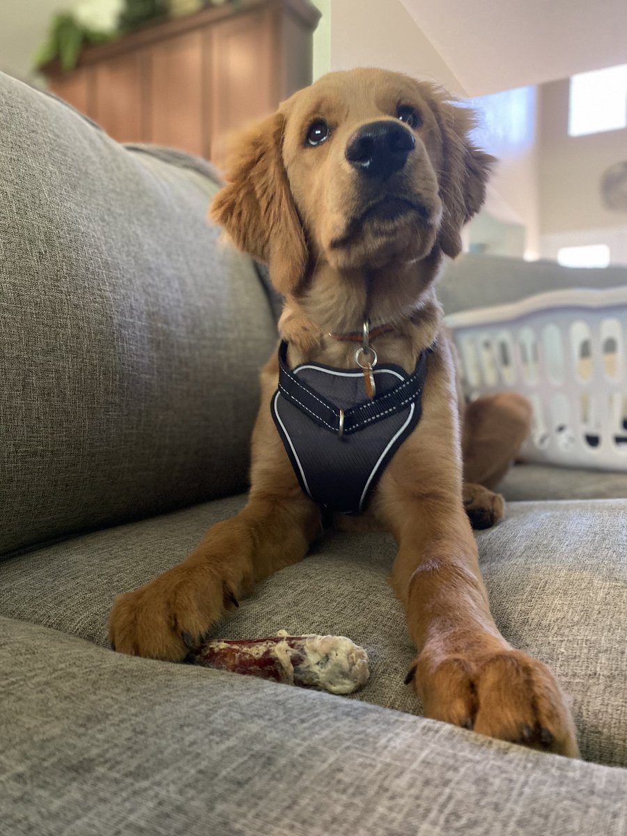 JuliannPless's tweet photo. @ju3ticeforgabby @Nerdy_Addict @benjiwoofwoof2 @USA_188 This is Ryder - 5.5 month old Mini Golden Doodle https://t.co/sCfE8Tyjyf