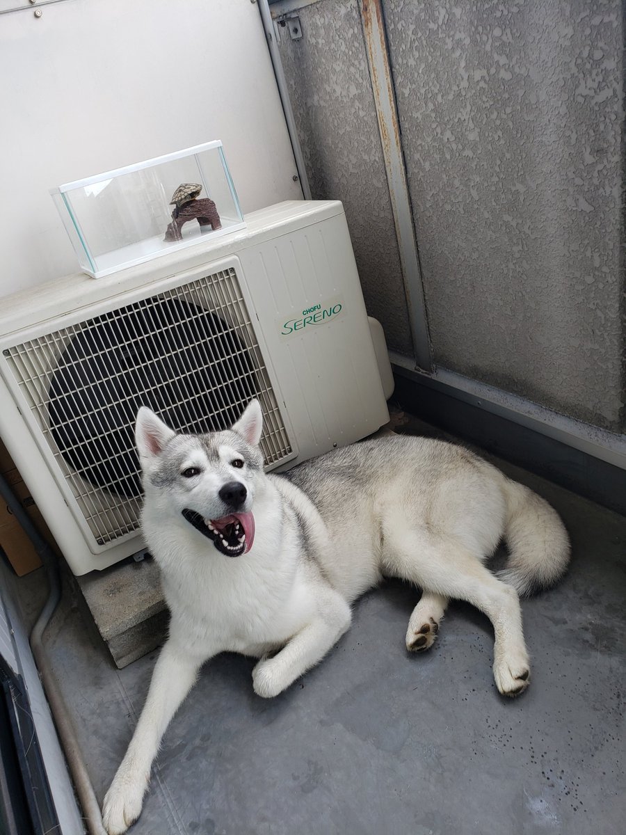 あさんぽ暑かった～💦
帰ったら亀の番人に😊