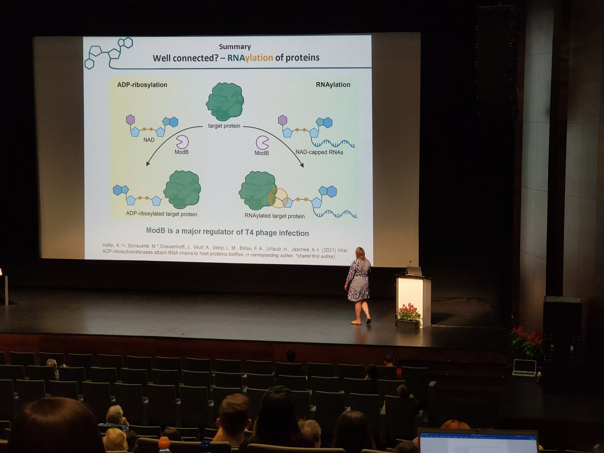 @HoeferLab is interested in the cellular functions of NAD-RNAs. These could be used as substrate by T4-encoded ModB for a novel post-translational modification: RNAylation. 
ModB inactivation impairs T4 fitness, hinting that it is a central regulator of phage infection. #vom2022