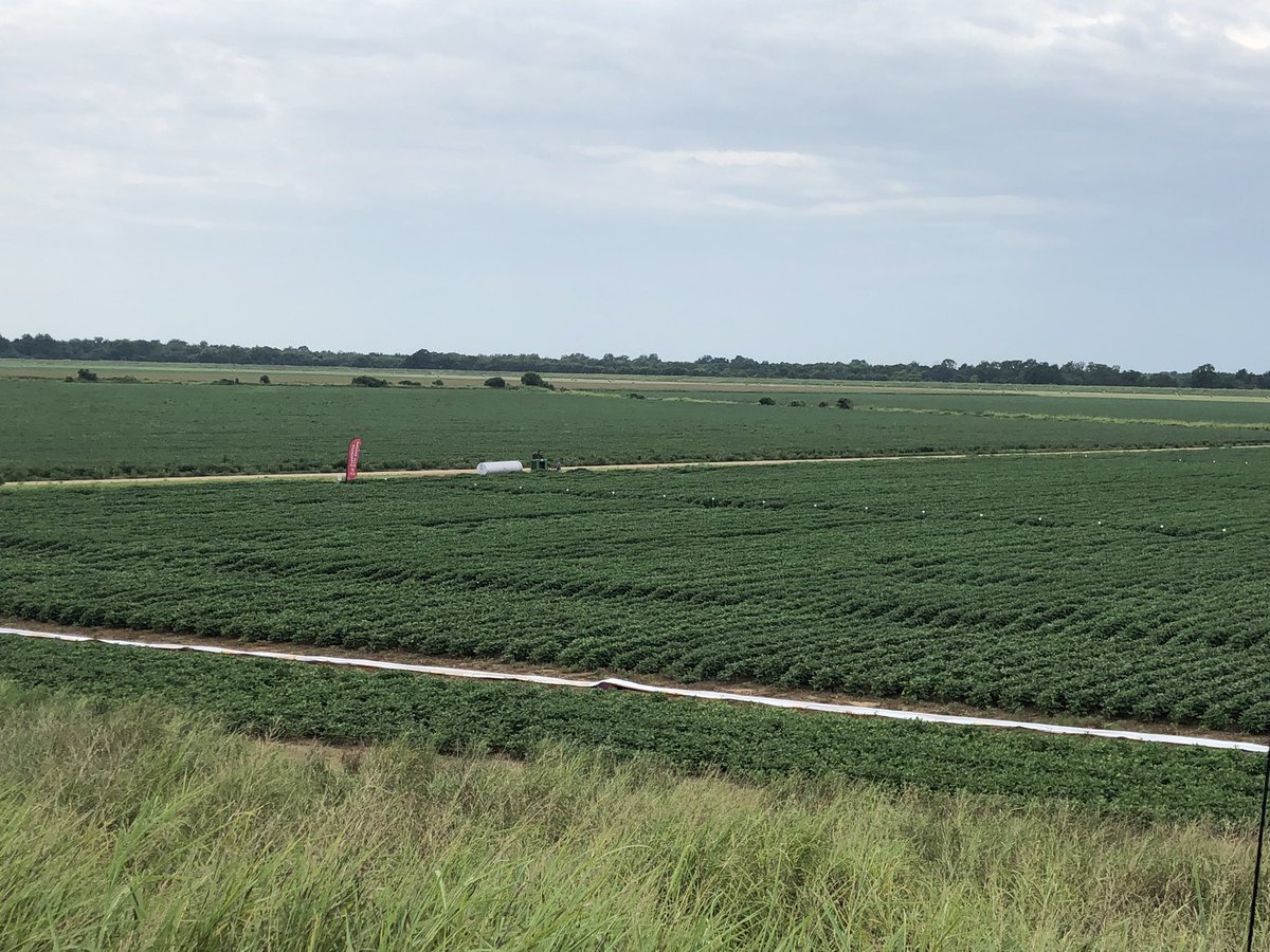 Joaquin Oliverio tweet media