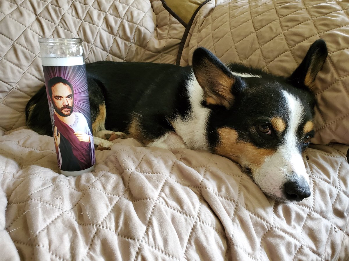 missfrodo25's tweet image. I'm not saying Tony is better *due to* my Crowley prayer candle (that's thanks to the amazing emergency vet clinic). I'm just saying, we can't prove it didn't help. 😈❤