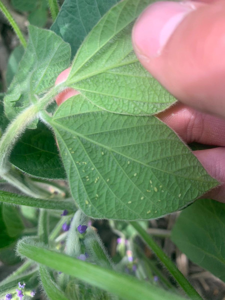 berkland_tim's tweet photo. Aphids starting to show up around Spencer https://t.co/zjSpPC8ivy