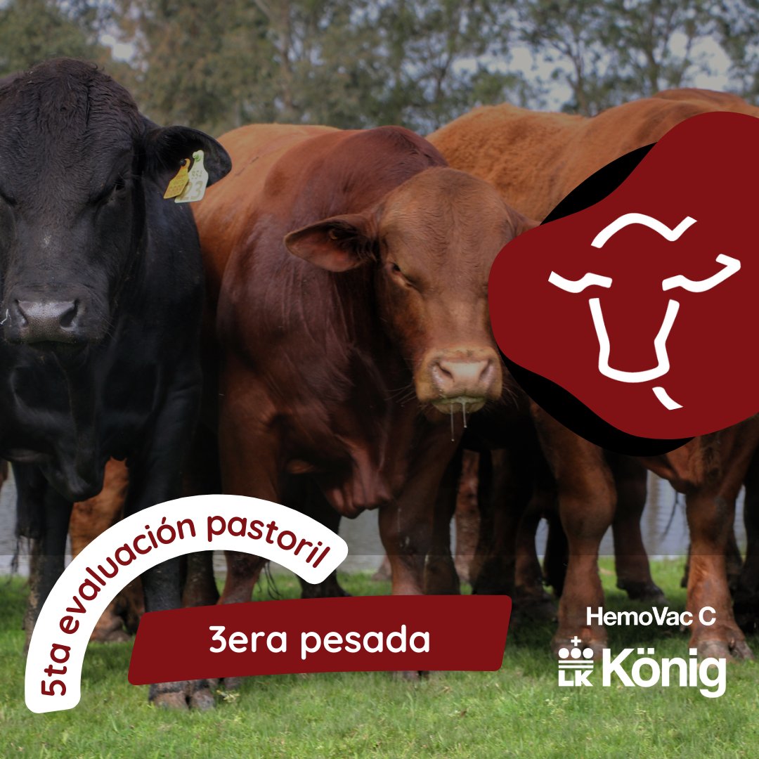 brangusuruguay's tweet photo. En el día de hoy se realizó la  3era pesada en la 5ta Evaluación Pastoril Brangus en Mi Capricho, Melo.

Además de la pesada el ganado fue inmunizado con HEMOVAC C de Konig 

El verdeo es de @GentosUy https://t.co/9DSHhtWaf1
