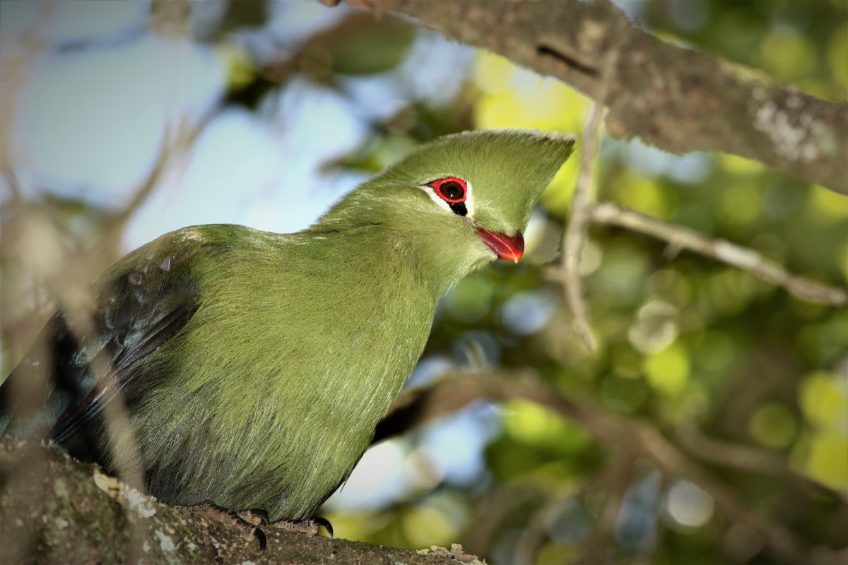 Book a birding tour on the GARDEN ROUTE with BIRDWATCHER.
For more info send your info:
birdwatcher.co.za/guided-birding/
#birdwatcher