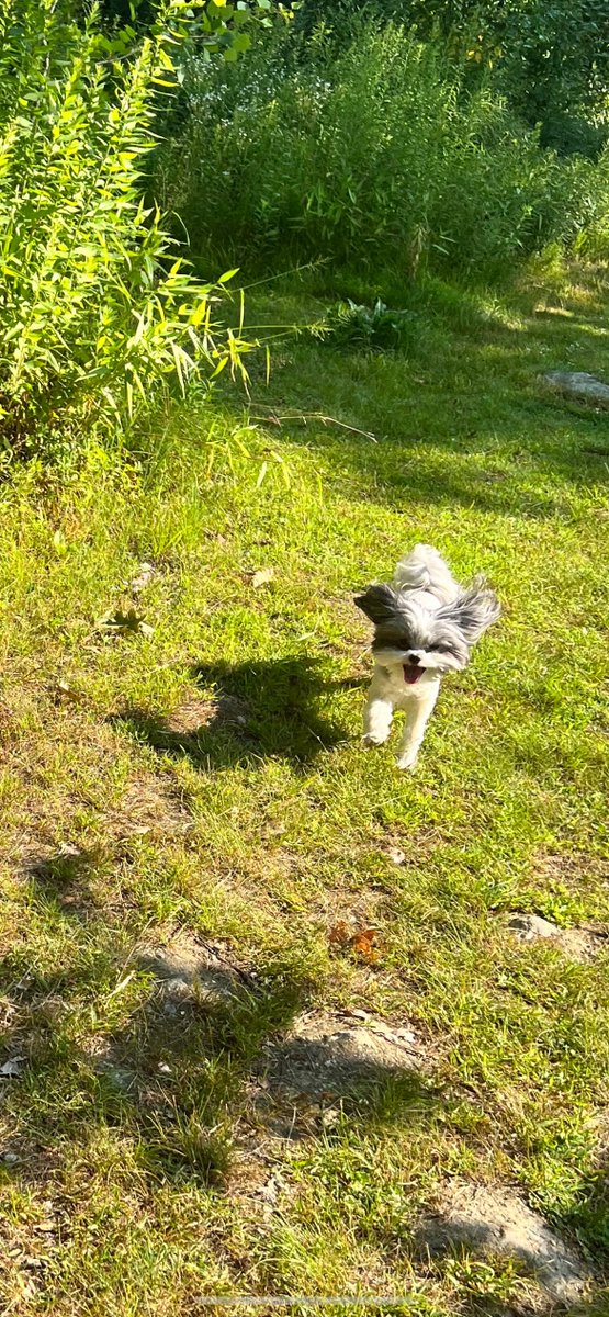 Have a palate cleanser, friends. This is Lily, the unemployed and benignly chaotic mutt, on a recent morning constitutional at Crocker Conservation Area.