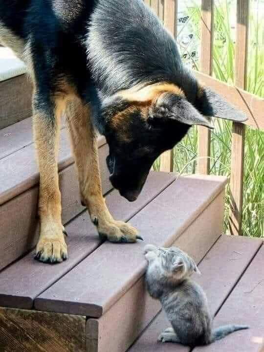 ❃❃❃ SWEET FRIENDSHIP 🥰💗😍 #dogsoftwitter #catsofinstagram #cats