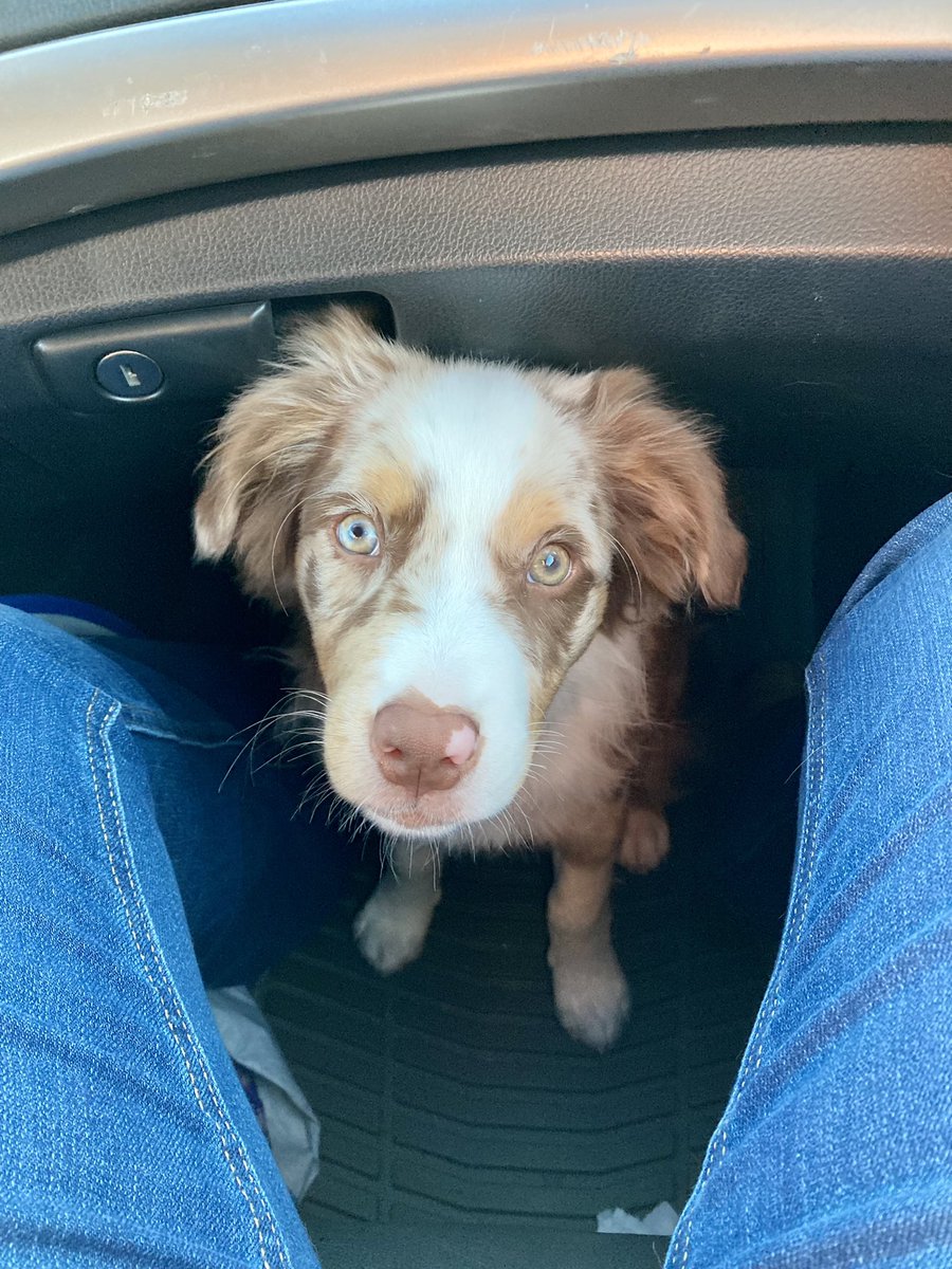 ArielMonet7's tweet photo. This is Romeo now.  He’s so big!  🥲. The other is Oreo, his brother. https://t.co/evyHkhAEm3
