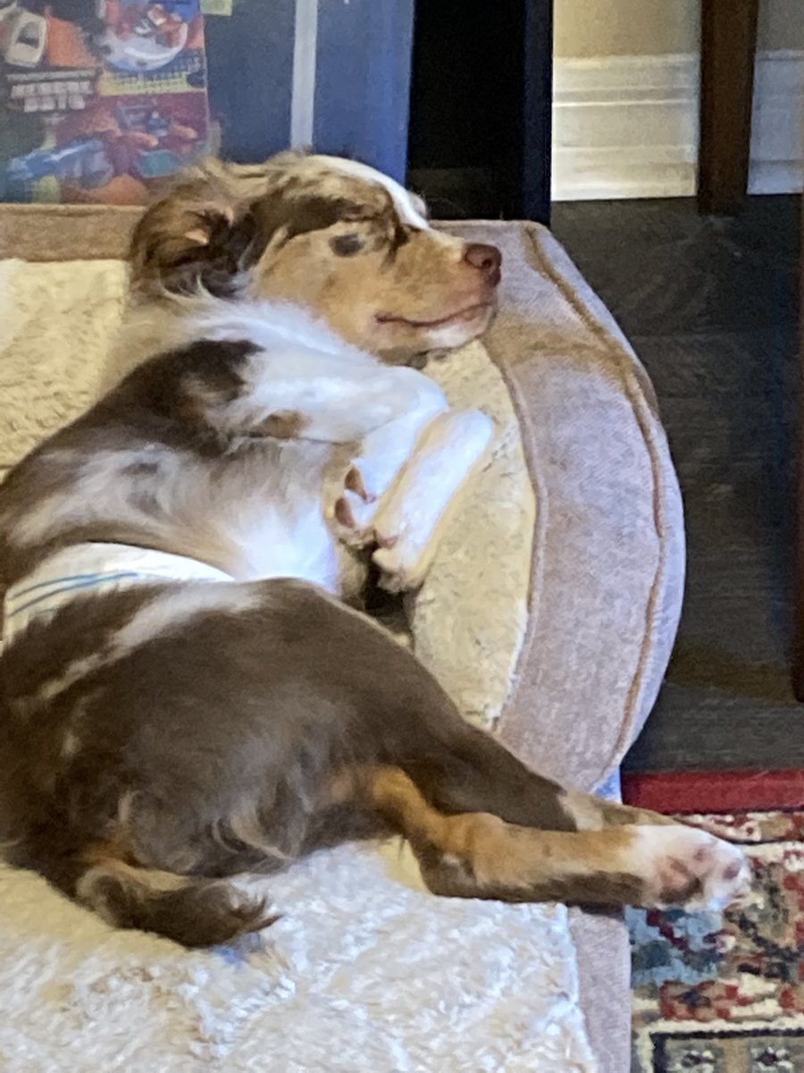 ArielMonet7's tweet photo. This is Romeo now.  He’s so big!  🥲. The other is Oreo, his brother. https://t.co/evyHkhAEm3