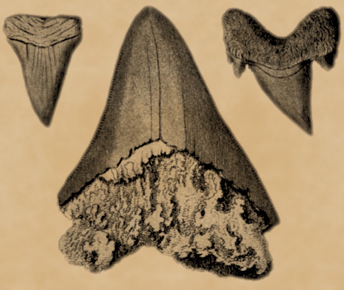 Been cleaning up some vintage #fossil illustrations for #FossilFriday.  I ❤️ fossil shark teeth!

#megalodon #shark #fossilwishlist